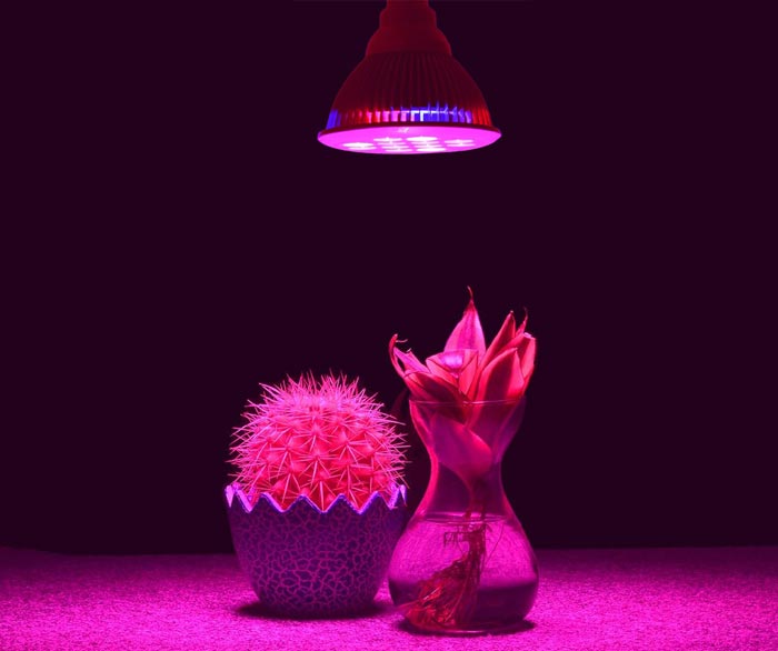 ال ای دی رشد گیاه